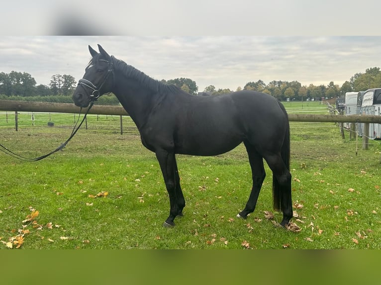 Westfaliano Giumenta 5 Anni 160 cm Baio nero in Bocholt