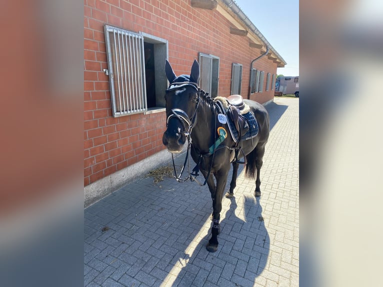 Westfaliano Giumenta 5 Anni 160 cm Baio nero in Bocholt