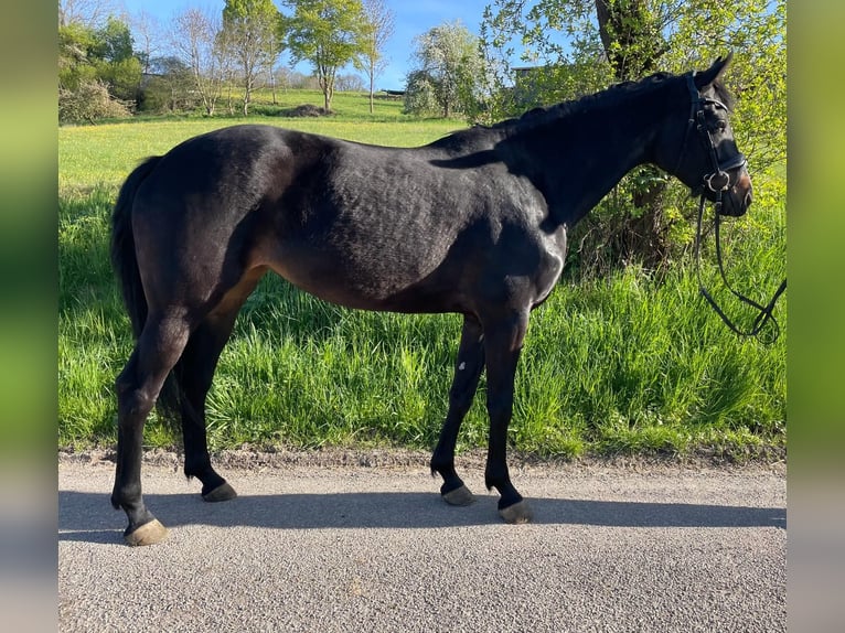Westfaliano Giumenta 5 Anni 160 cm Baio nero in Ingelfingen