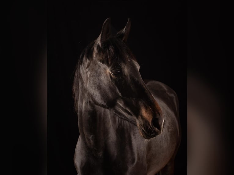 Westfaliano Giumenta 5 Anni 160 cm Baio scuro in Elsdorf