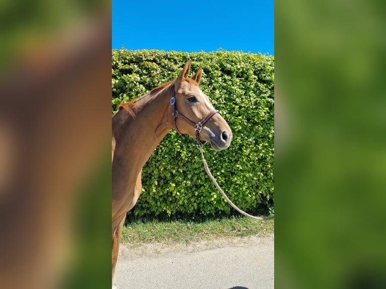Westfaliano Giumenta 5 Anni 160 cm Sauro scuro in Bornheim
