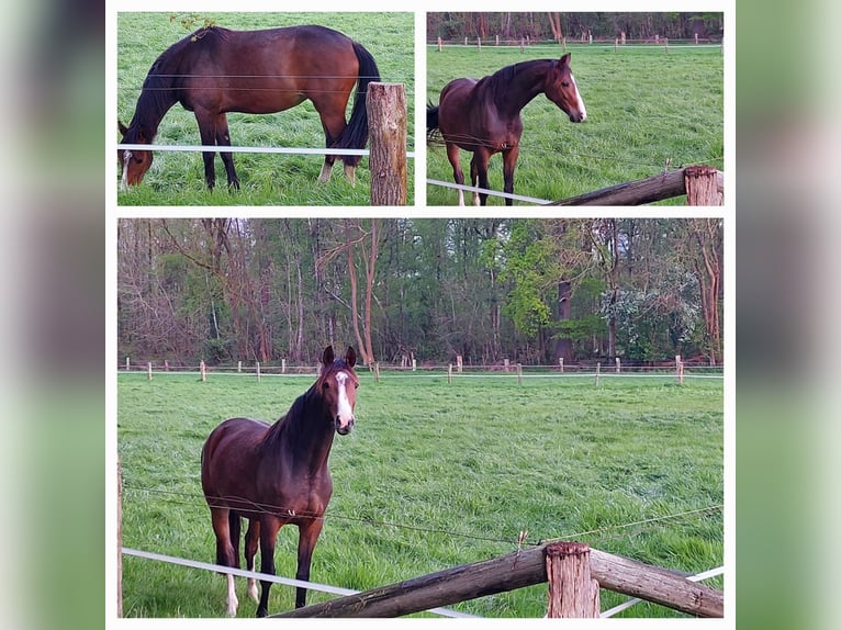 Westfaliano Giumenta 5 Anni 162 cm Baio scuro in Greven