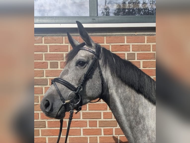 Westfaliano Giumenta 5 Anni 162 cm Grigio in Altenberge