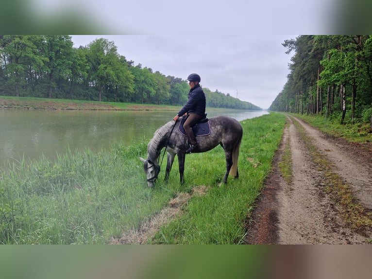 Westfaliano Giumenta 5 Anni 162 cm Grigio pezzato in Mettingen