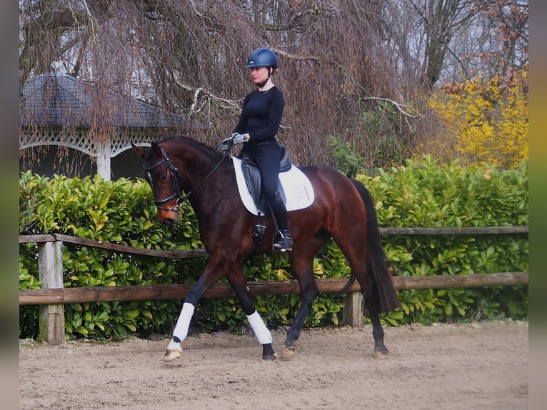 Westfaliano Giumenta 5 Anni 163 cm Baio in Altenberge