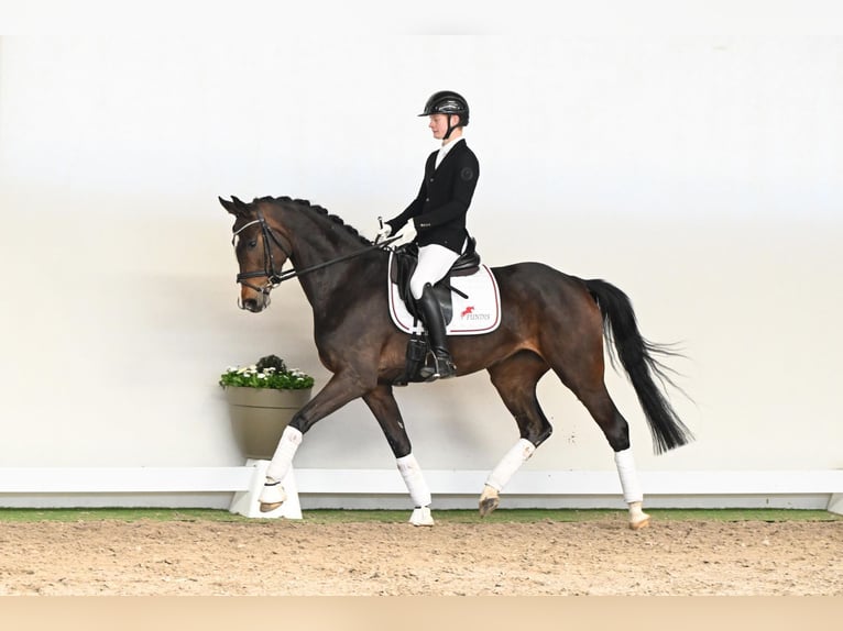 Westfaliano Giumenta 5 Anni 163 cm Baio in Saerbeck