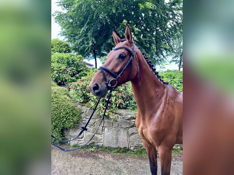 Westfaliano Giumenta 5 Anni 163 cm Baio in Ibbenbüren