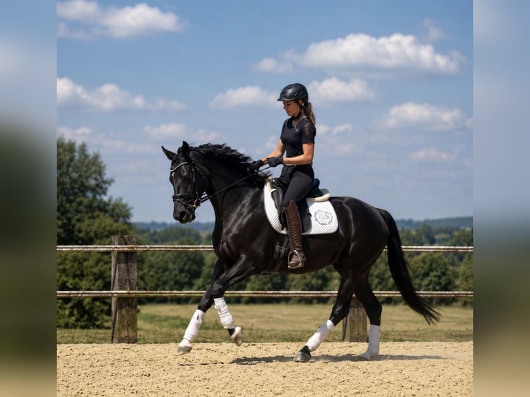 Westfaliano Giumenta 5 Anni 163 cm Morello in Schwerte