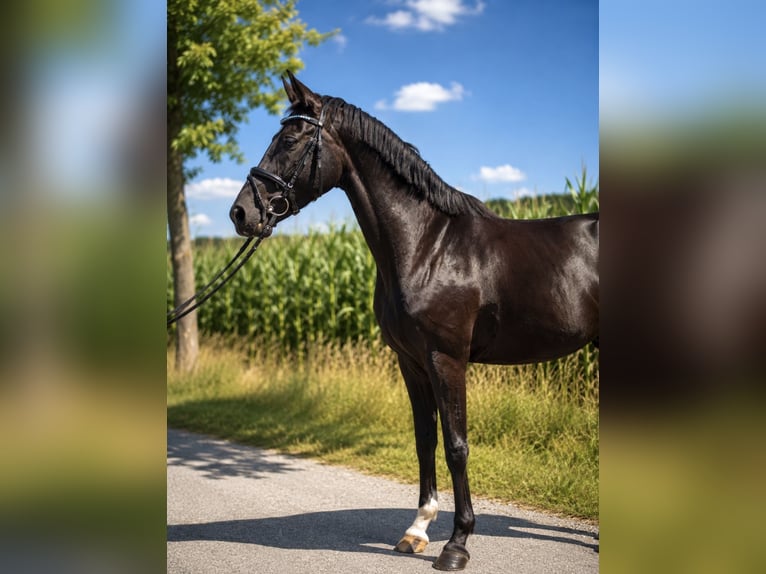 Westfaliano Giumenta 5 Anni 163 cm Morello in Schwerte