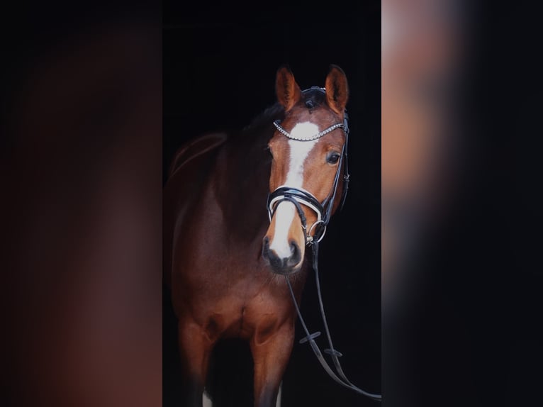 Westfaliano Giumenta 5 Anni 164 cm Baio in Altenberge