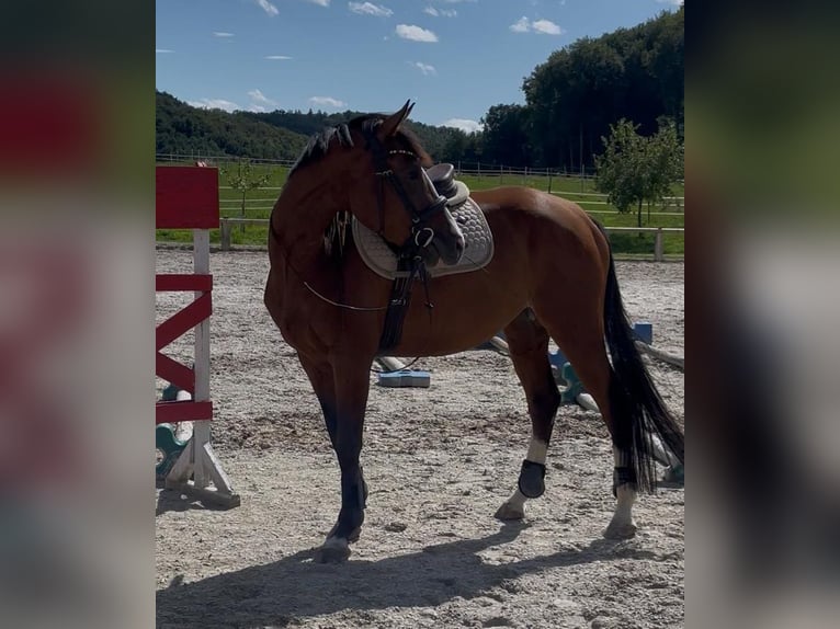Westfaliano Giumenta 5 Anni 164 cm Baio in Lörrach