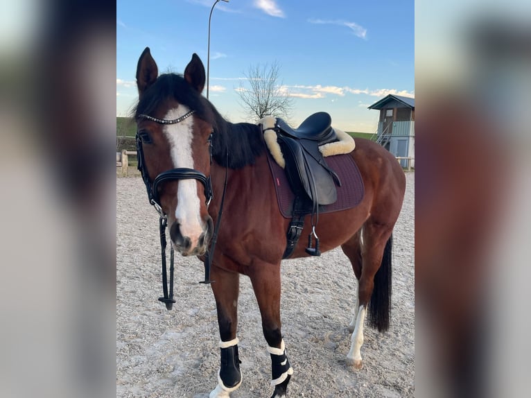 Westfaliano Giumenta 5 Anni 164 cm Baio in Lörrach