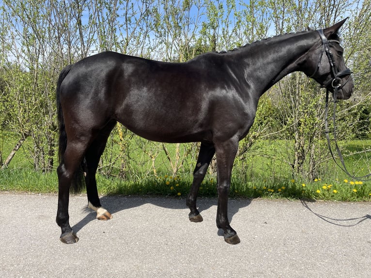 Westfaliano Giumenta 5 Anni 164 cm Baio nero in Altensteig