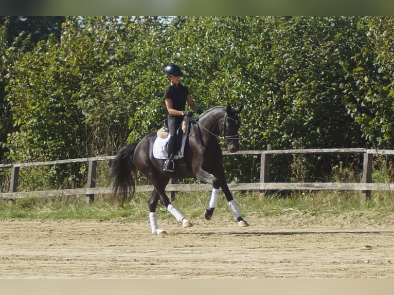 Westfaliano Giumenta 5 Anni 164 cm Baio nero in Iserlohn