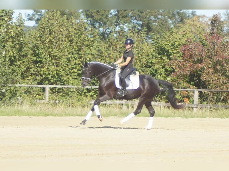 Westfaliano Giumenta 5 Anni 164 cm Baio nero in Iserlohn