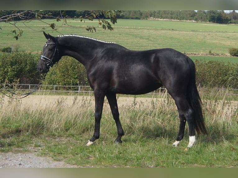 Westfaliano Giumenta 5 Anni 164 cm Baio nero in Iserlohn