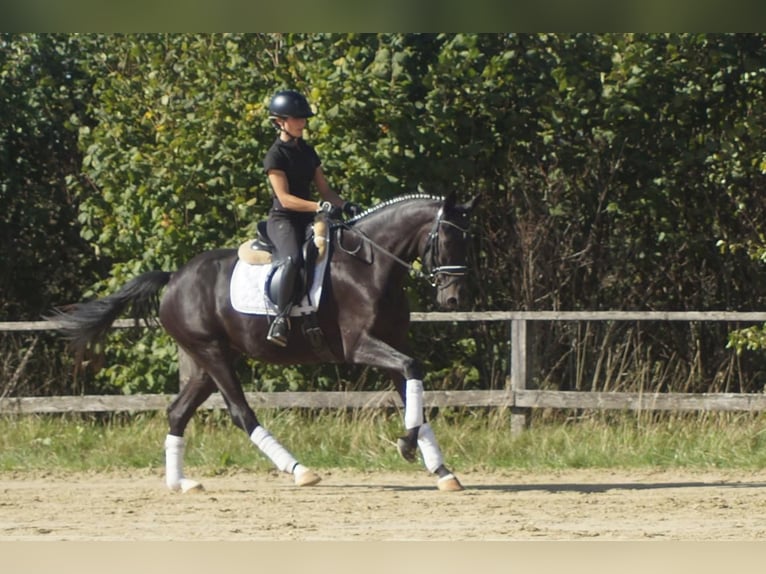 Westfaliano Giumenta 5 Anni 164 cm Baio nero in Iserlohn