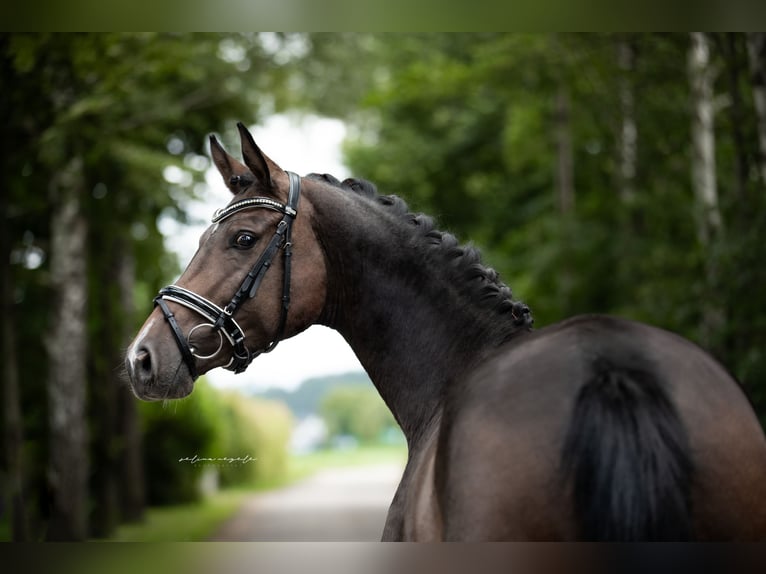 Westfaliano Giumenta 5 Anni 164 cm Baio scuro in Illertissen