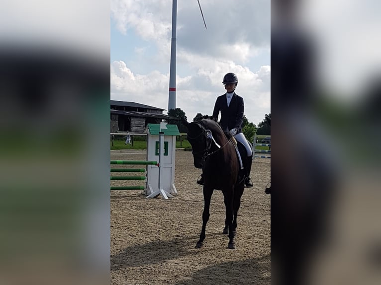 Westfaliano Giumenta 5 Anni 164 cm Morello in Warendorf