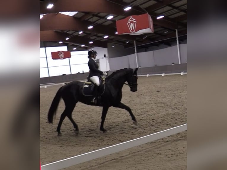 Westfaliano Giumenta 5 Anni 164 cm Morello in Warendorf