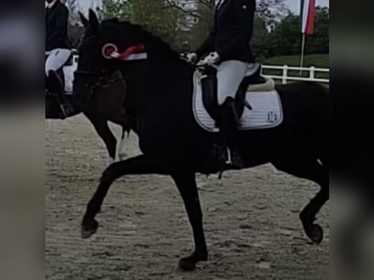 Westfaliano Giumenta 5 Anni 164 cm Morello in Warendorf