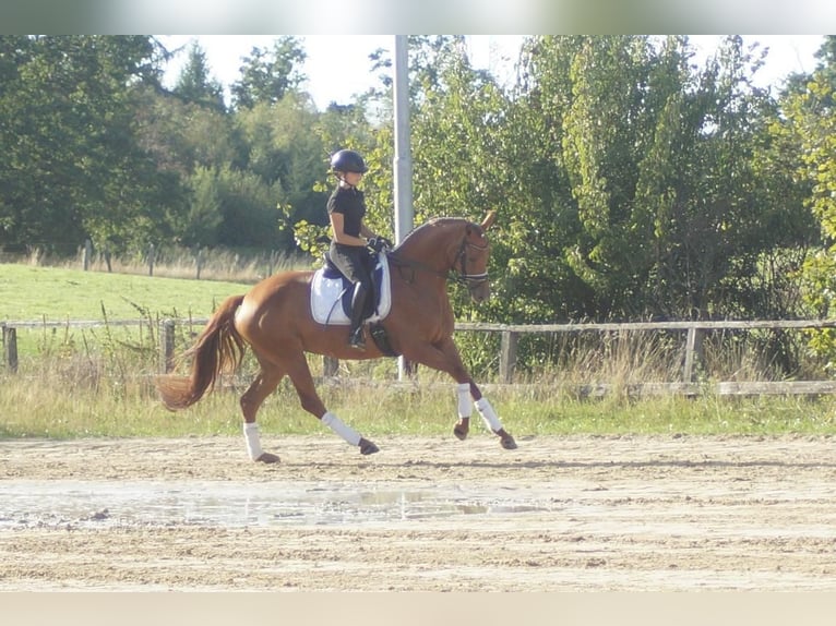 Westfaliano Giumenta 5 Anni 164 cm Sauro scuro in Iserlohn