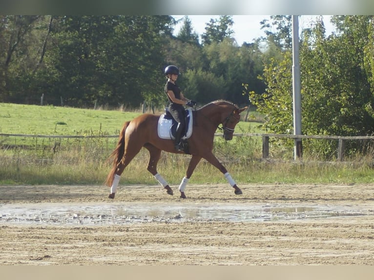 Westfaliano Giumenta 5 Anni 164 cm Sauro scuro in Iserlohn
