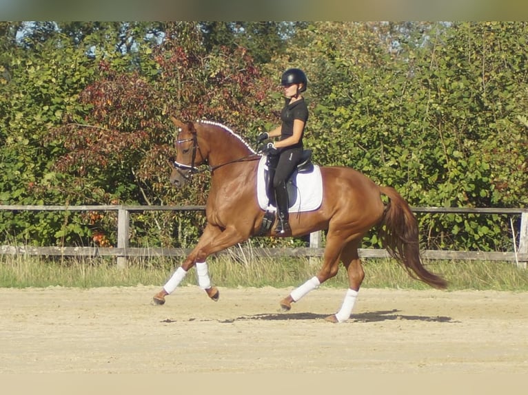 Westfaliano Giumenta 5 Anni 164 cm Sauro scuro in Iserlohn