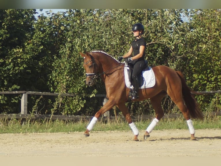 Westfaliano Giumenta 5 Anni 164 cm Sauro scuro in Iserlohn