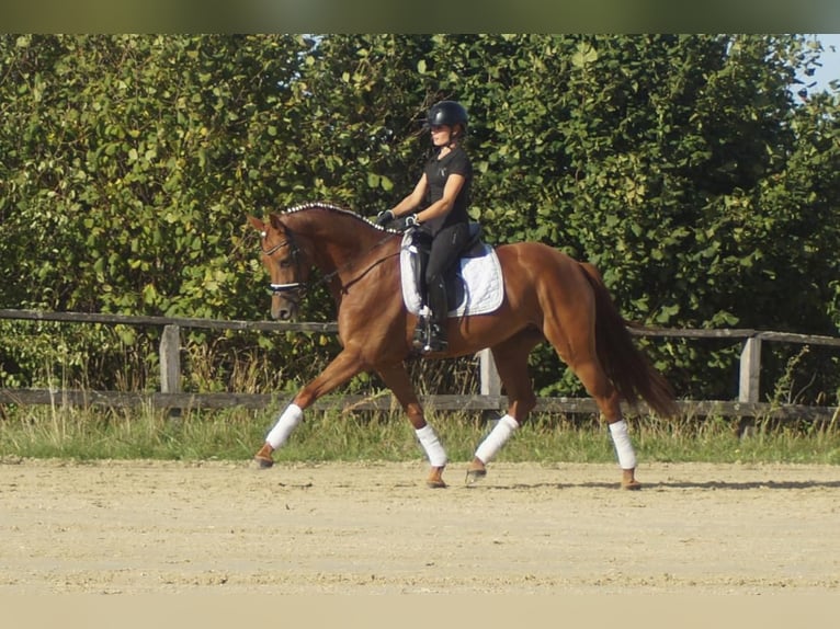 Westfaliano Giumenta 5 Anni 164 cm Sauro scuro in Iserlohn