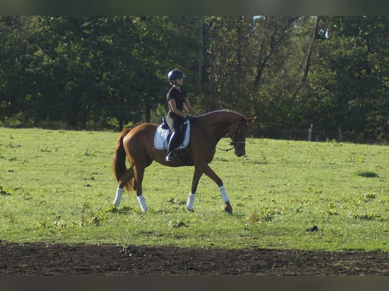 Westfaliano Giumenta 5 Anni 164 cm Sauro scuro in Iserlohn
