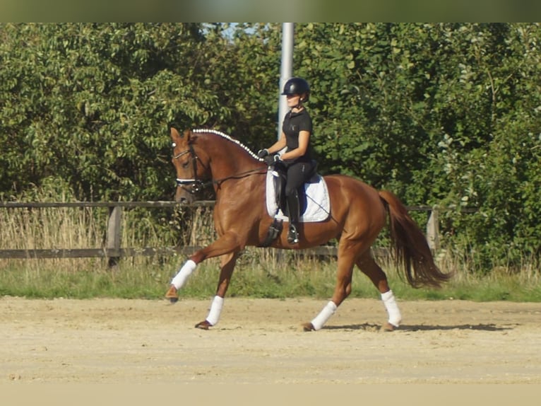 Westfaliano Giumenta 5 Anni 164 cm Sauro scuro in Iserlohn