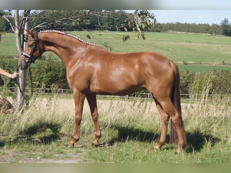 Westfaliano Giumenta 5 Anni 164 cm Sauro scuro in Iserlohn