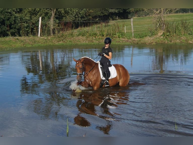 Westfaliano Giumenta 5 Anni 164 cm Sauro scuro in Iserlohn
