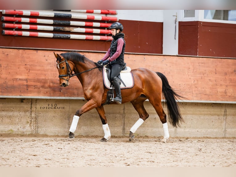 Westfaliano Giumenta 5 Anni 165 cm Baio in Marl