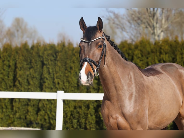 Westfaliano Giumenta 5 Anni 165 cm Baio in Schwäbisch Hall