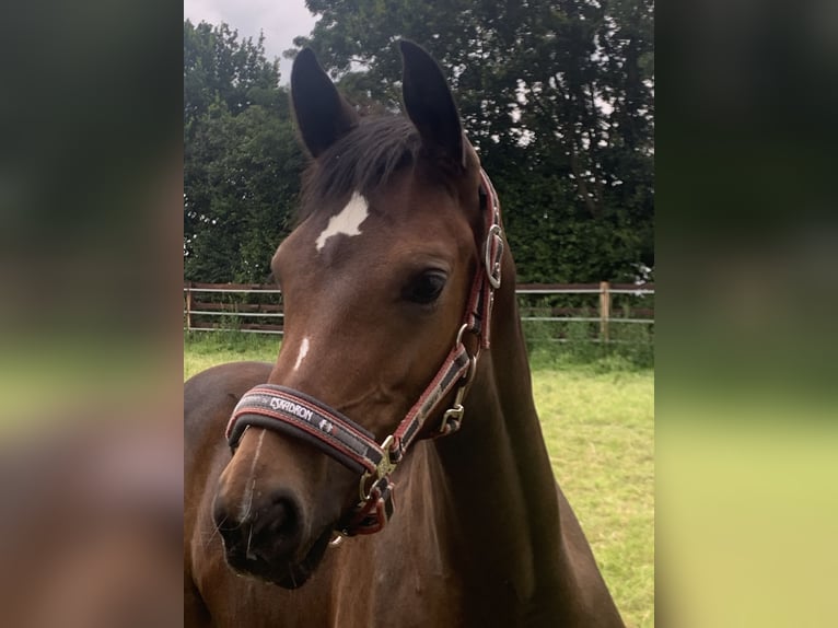 Westfaliano Giumenta 5 Anni 165 cm Baio in Grefrath