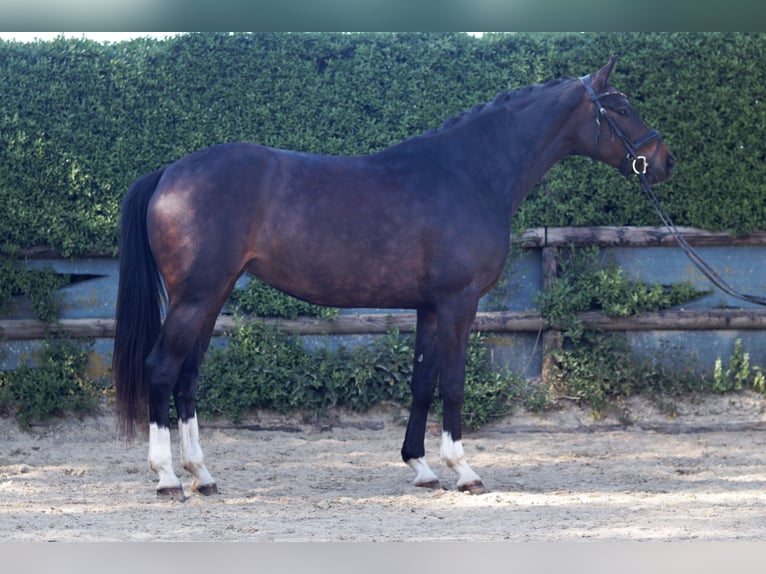 Westfaliano Giumenta 5 Anni 165 cm Baio in Erkelenz