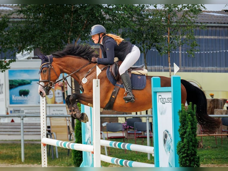 Westfaliano Giumenta 5 Anni 165 cm Baio in Sendenhorst