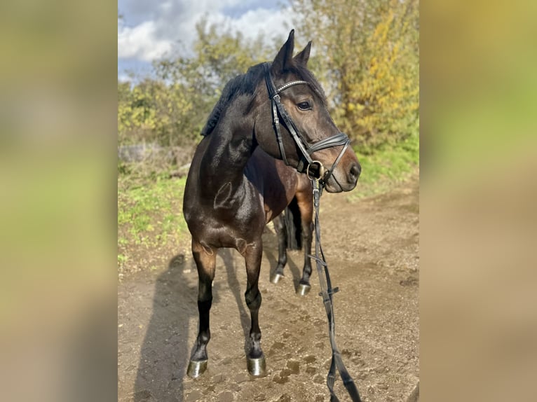 Westfaliano Giumenta 5 Anni 165 cm Baio nero in Grevenbroich