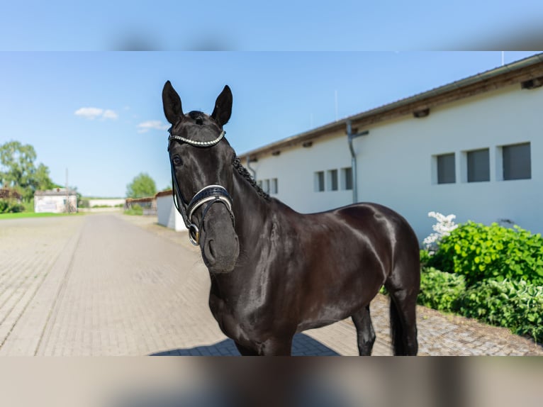 Westfaliano Giumenta 5 Anni 165 cm Baio scuro in Sangerhausen