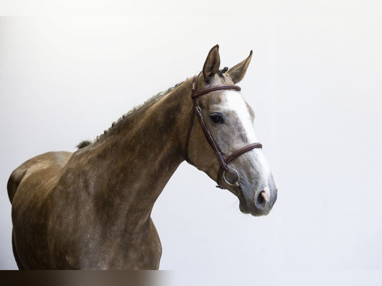 Westfaliano Giumenta 5 Anni 165 cm Grigio in Waddinxveen
