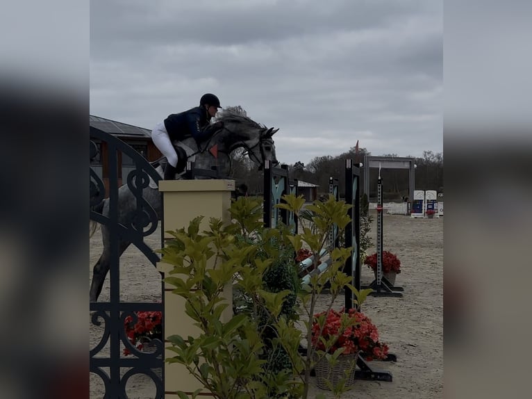 Westfaliano Giumenta 5 Anni 165 cm Grigio pezzato in Schmilau