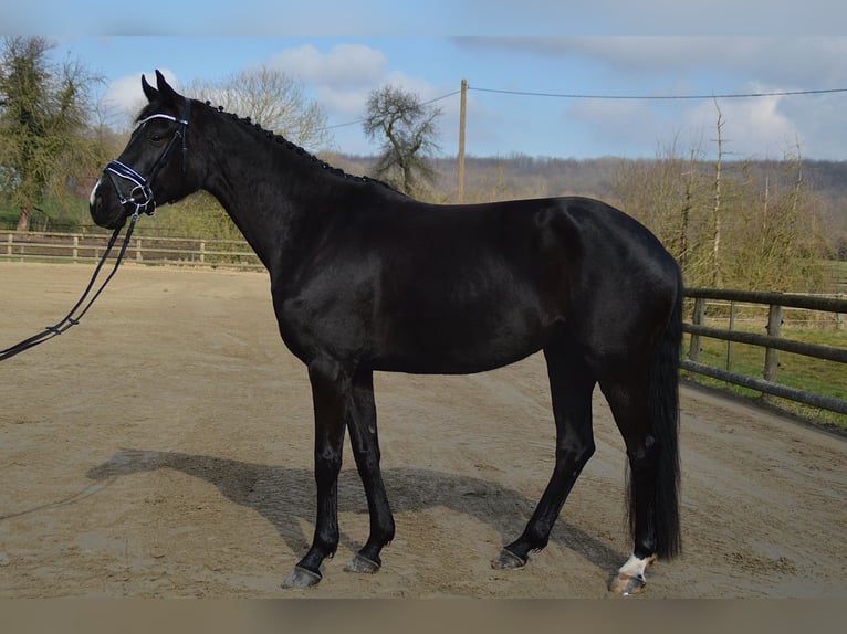 Westfaliano Giumenta 5 Anni 165 cm Morello in Wadersloh