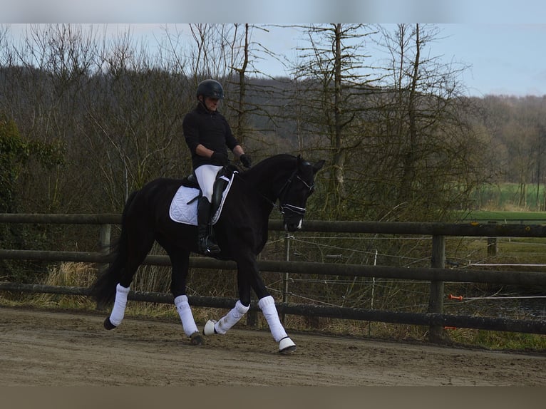 Westfaliano Giumenta 5 Anni 165 cm Morello in Wadersloh