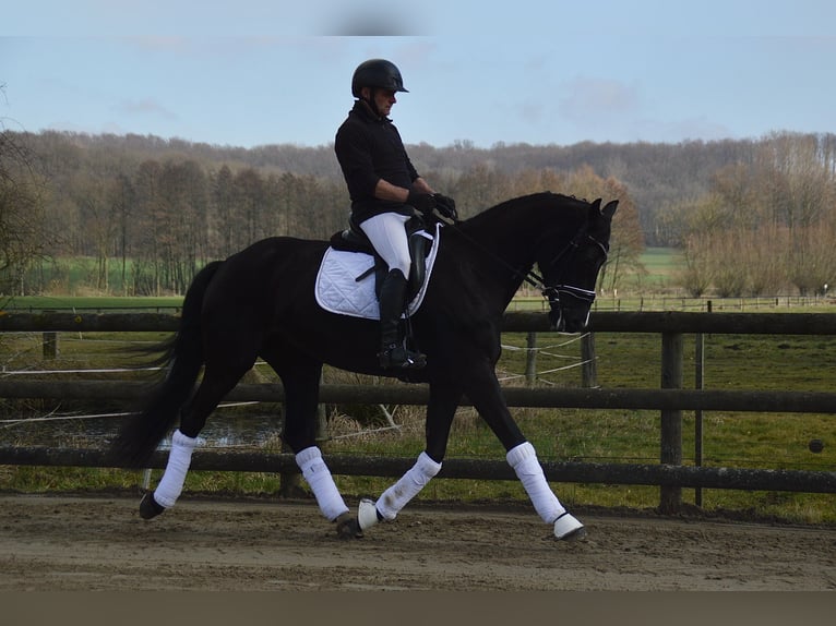 Westfaliano Giumenta 5 Anni 165 cm Morello in Wadersloh
