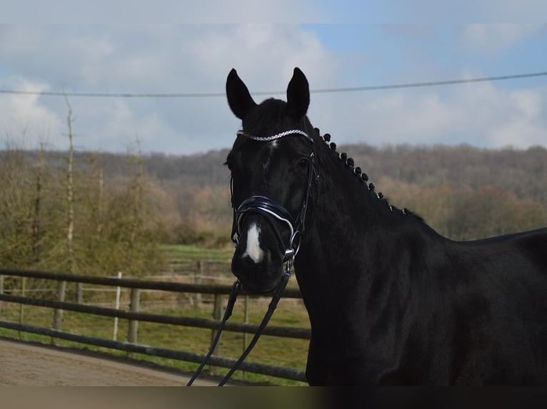 Westfaliano Giumenta 5 Anni 165 cm Morello in Wadersloh
