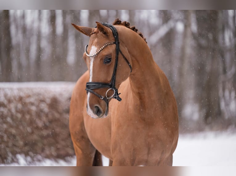 Westfaliano Giumenta 5 Anni 165 cm Sauro in Wehringen