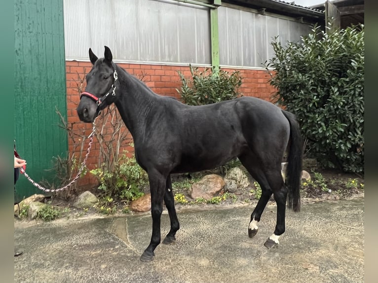 Westfaliano Giumenta 5 Anni 166 cm Morello in Lienen