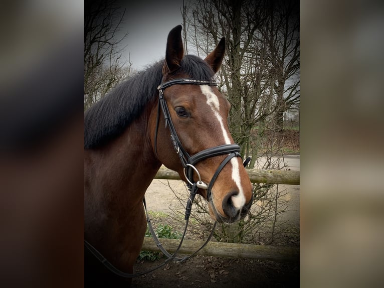 Westfaliano Giumenta 5 Anni 167 cm Baio in Bocholt